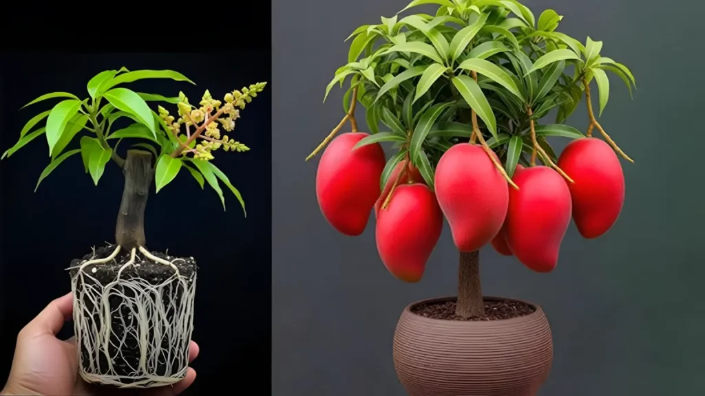 2026 Balcony Mango Farming