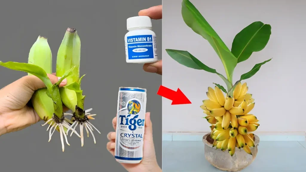 2026 Banana Farming Guide