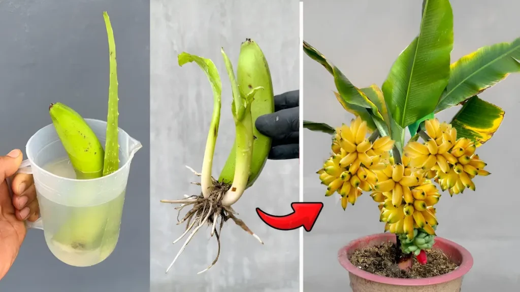 2026 Banana Propagation Hack