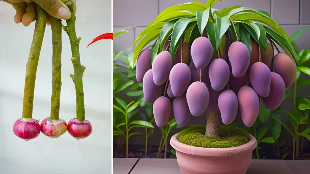 2026 Organic Mango Farming Guide