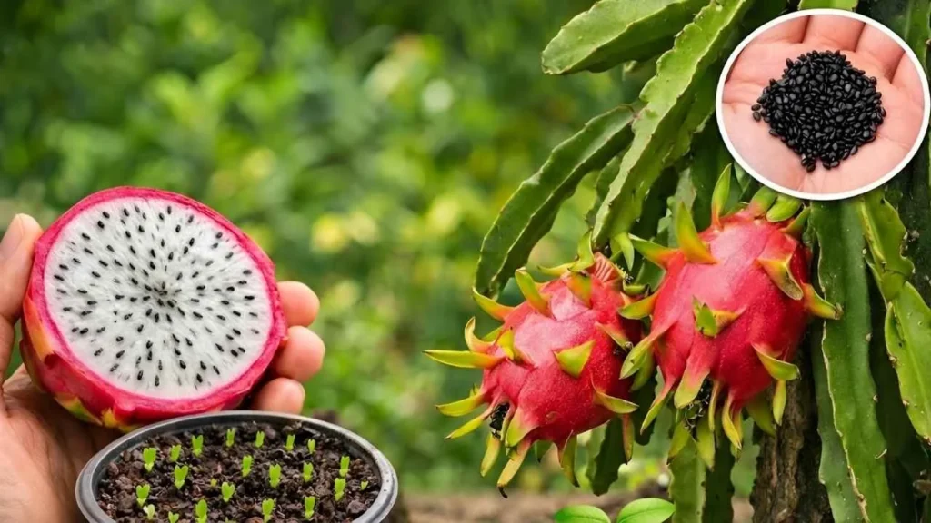 Dragon Fruit Growing Guide 2026