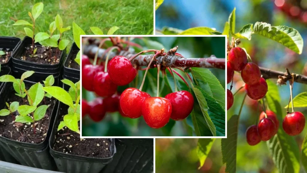 Grow Cherry Trees on a Patio
