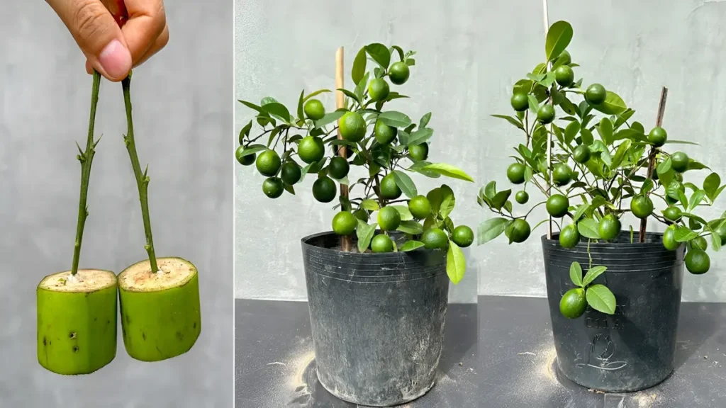 Grow Lemon from Cuttings in 2026