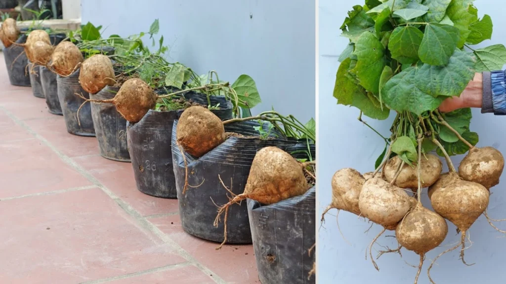 Jicama in Pots Made Easy